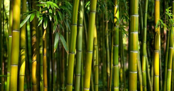 ¡DEBES SABERLO! La Bienal Internacional de Arquitectura en Bambú se celebra en China