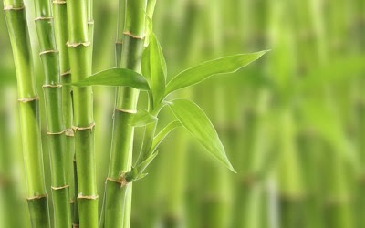 Armando Iachini: Bambú, un material versátil y resistente